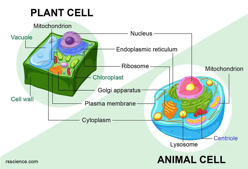 动物细胞与植物细胞的相似之处不同