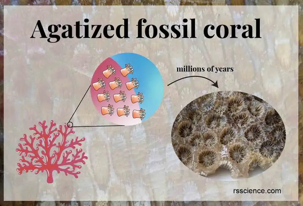珊瑚化石覆盖