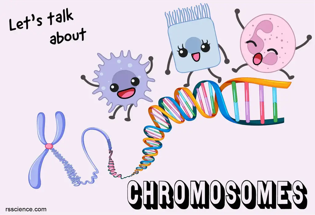 染色体结构功能